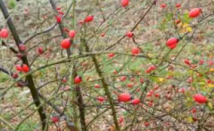 Rosa canina